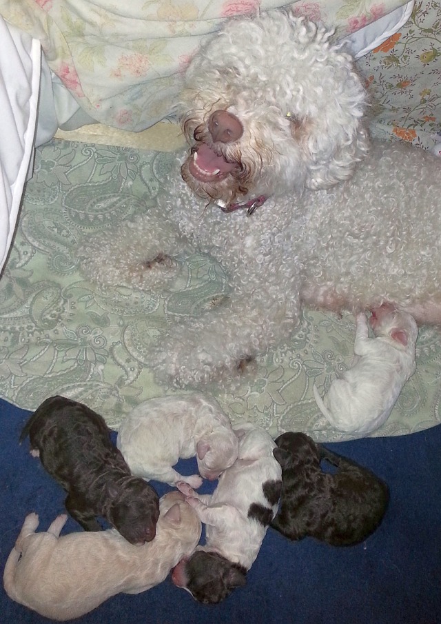 Olympia and the Pups, 3 1/2 days old 